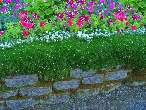 Sagina subulata Irish Moss